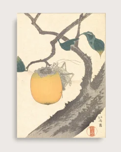 Kaki